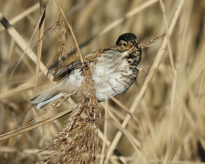 reed bunting
